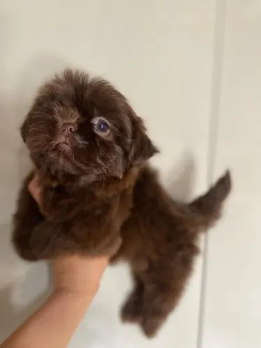 Shihtzu fêmea chocolate solido