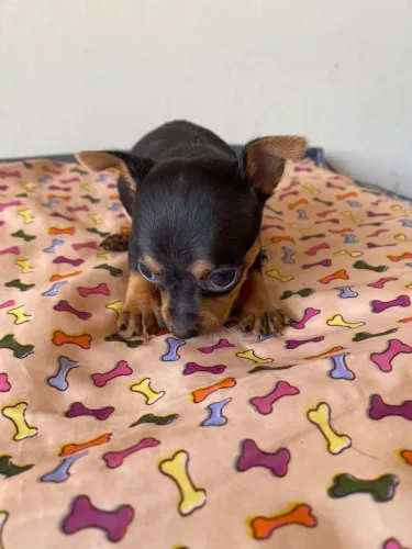Mini pinscher 