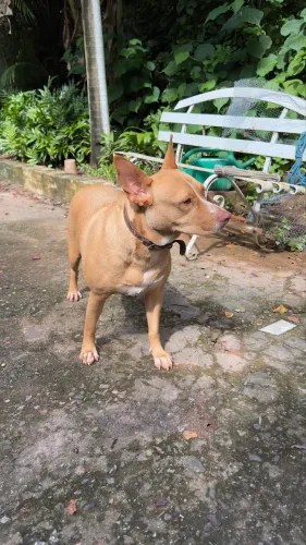 Cadela para adoção 