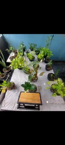 Plantas ornamentais lindas