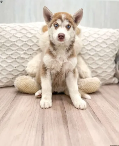 ?Venda de filhotes de Husky Siberiano - confira?