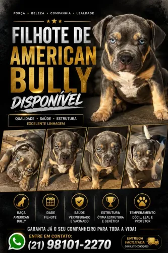 Filhote de American Bully vacinado e vermifugado. Variação Standard e tri blue.