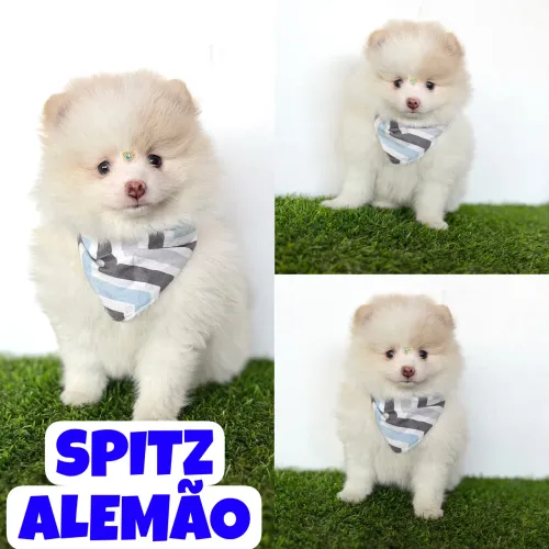 Lindo Spitz Alemão Macho c/ Microchipe + Garantia + Parcelado 12x