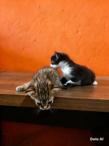 Adote um gatinho ?