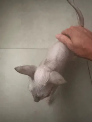 Gato Sphynx