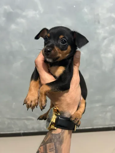 Pinscher fêmea Número 1