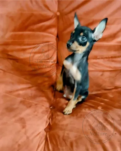 Pinscher menor tamanho vermífugados