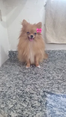 Filhote de spitz alemão fêmea. 