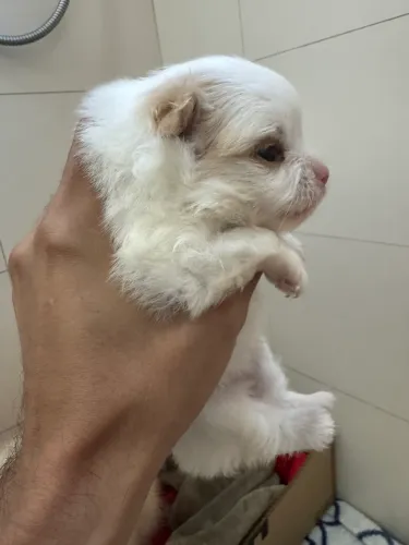 Filhote macho spitz alemão