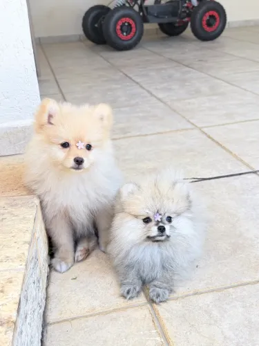Lulu da pomeranga 