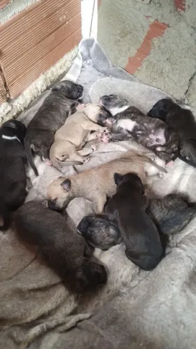 pit bull