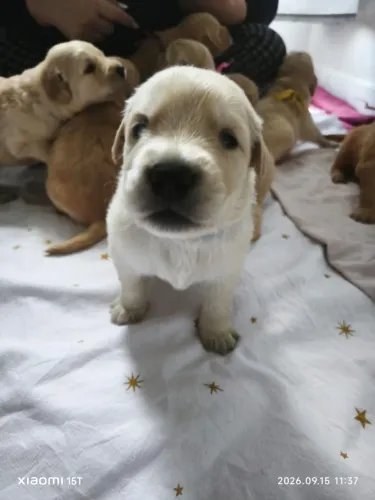 Golden Retriever 