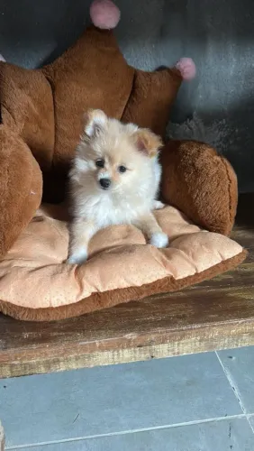 Spitz alemão