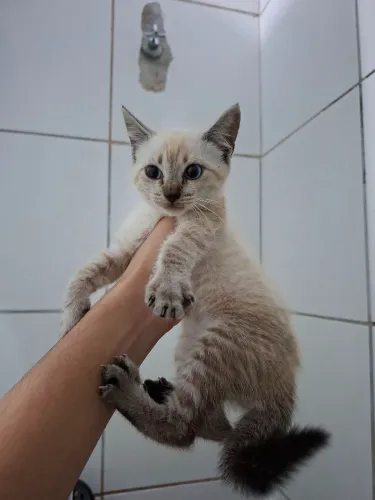 Gatinha para adoção