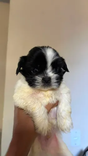 Filhotes de Shih Tzu (somente macho)