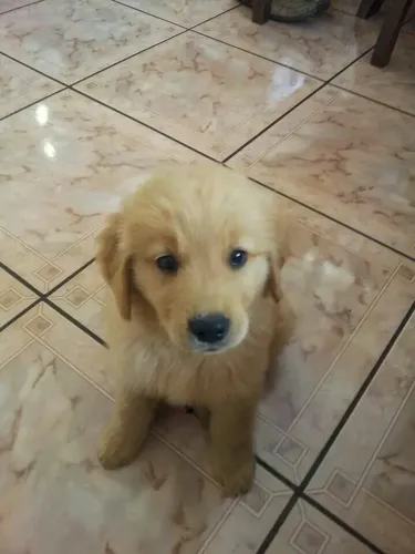 Doação cachorro filhote de Golden retriever macho
