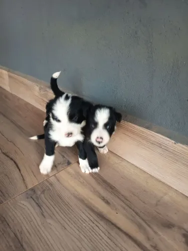 Filhote Border collie