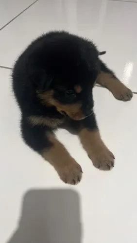 Filhote de Rottweiler Cabeçudos 