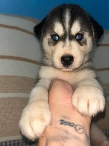 Husky Siberiano Filhote