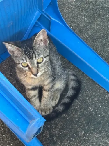 Gatinha pra adoção 