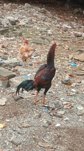 Vendo galo índio