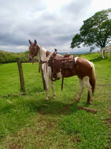 Égua Paint horse