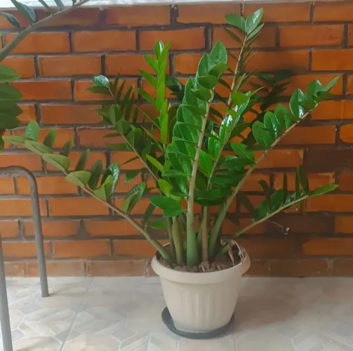 Planta da Fortuna, Zamiocuca, Vaso Grande