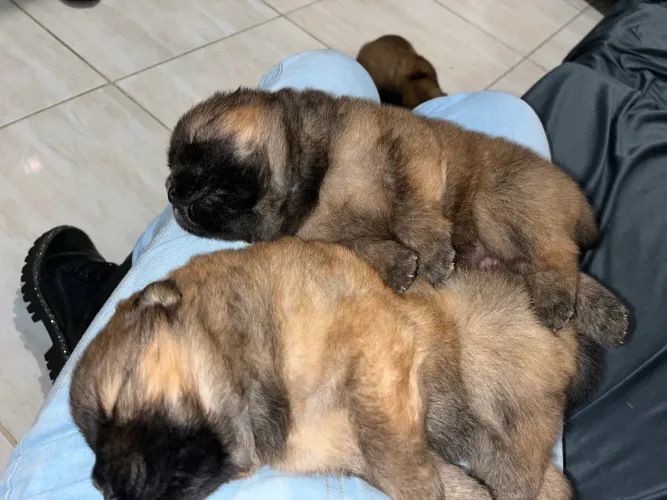 Filhotes de chow chow 100% puros , vacinados e vermifugados 