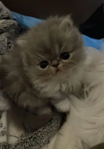 Persa filhotes de gatos persas puros