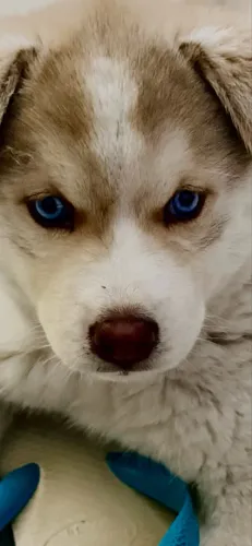 Filhote de Husky