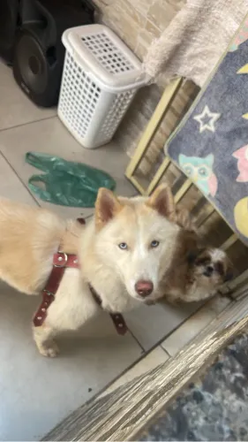 Husky siberiano FÊMEA