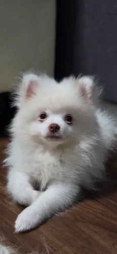 FILHOTE SPITZ ALEMÃO