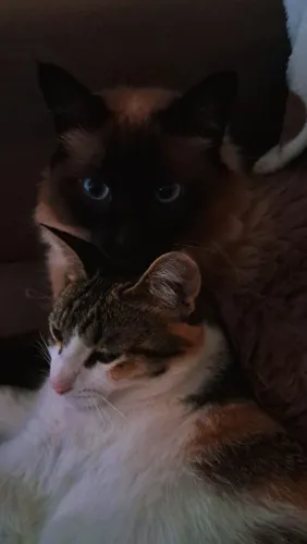 Doação de gatos