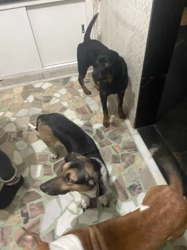 Vira lata doação