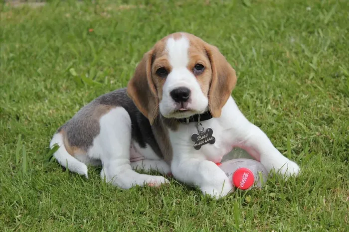 Filhotes De Beagle - Seus Dias Vão Ficar Muito Mais Felizes Com Um Filhotinho 