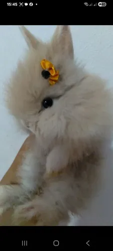 Filhote mini Coelho Teddy Dwerg