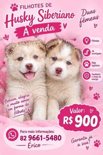 Vende-se tu és linda filhote de husky siberiano