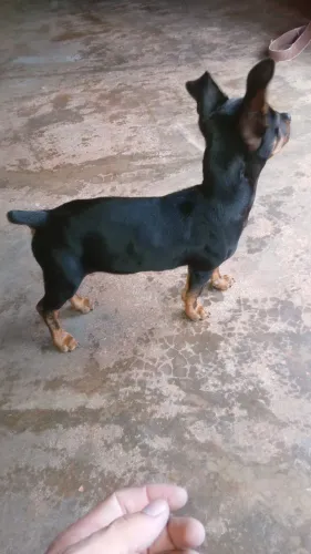 Pinscher fêmea ( n°1)