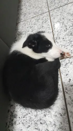 Vendo cachorro border collie