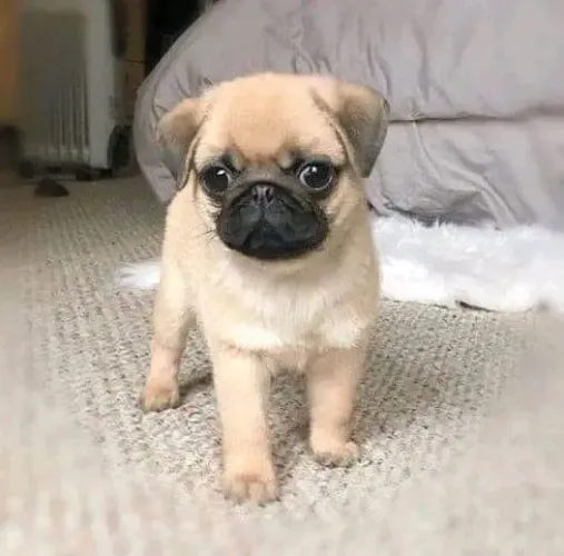 Pug Carinho que se revela com o tempo