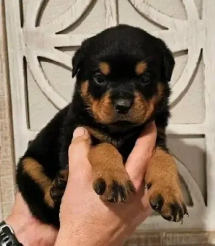 Rottweiler Filhotes Ótimo Padrão.