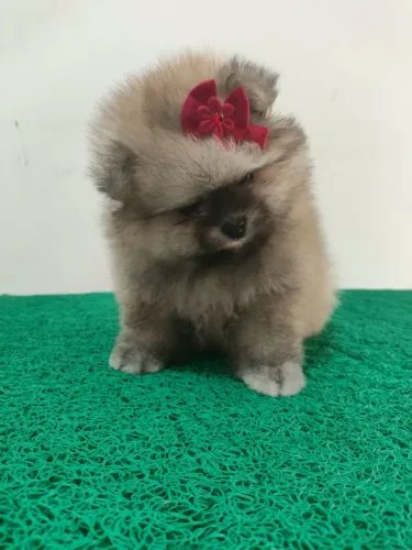 POMERANIA