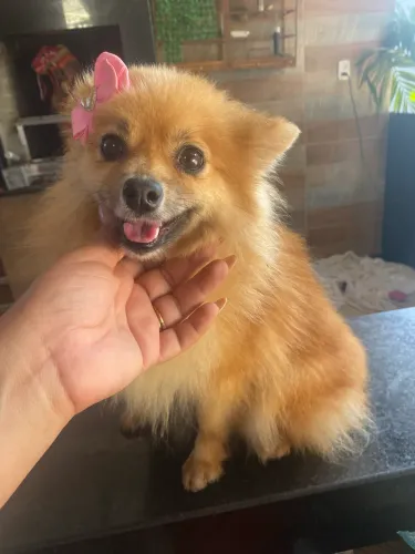 spitz alemão 