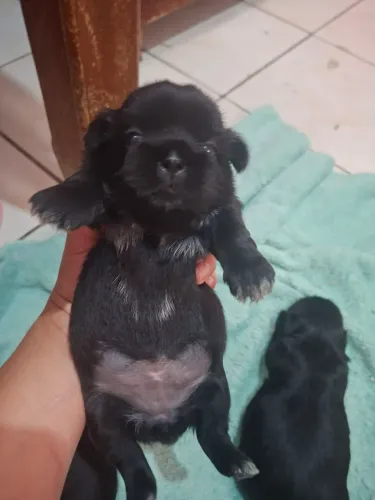 Vende-se filhote de shih tuz fêmea e macho pv