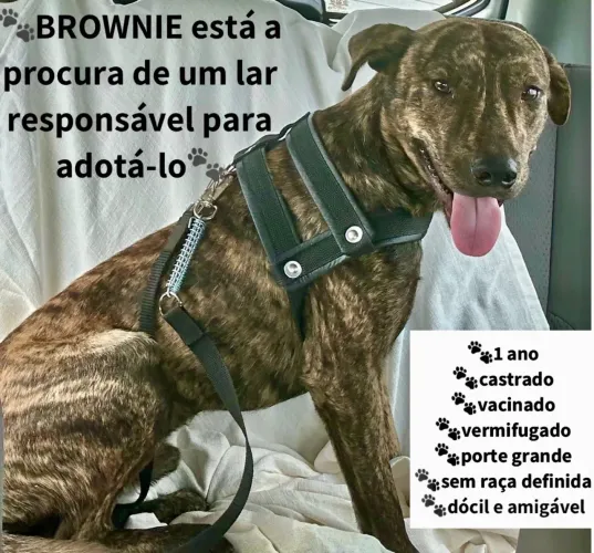 Brownie está para adoção