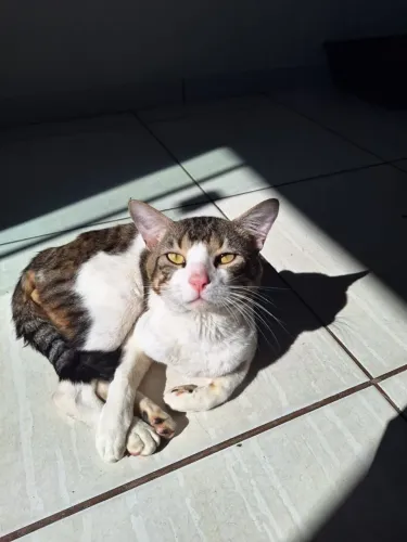 Gato Castrado