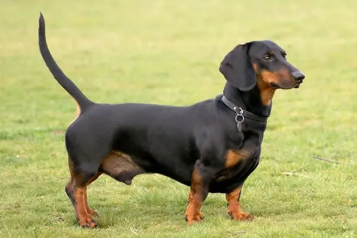 Namoro canino Teckel/ Dashround/ Salsicha