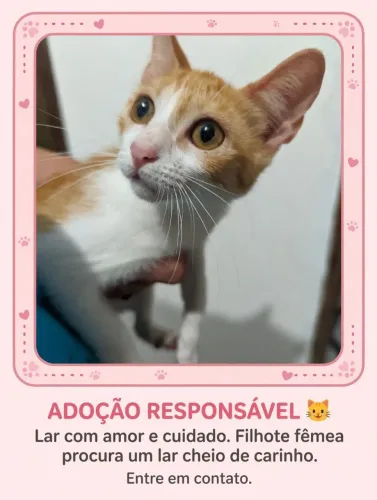 Gatinha filhote, está disponível para adoção