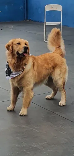 Golden retriever Mega Promoção
