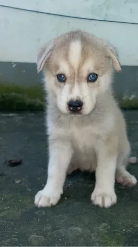 Filhote husky siberiano